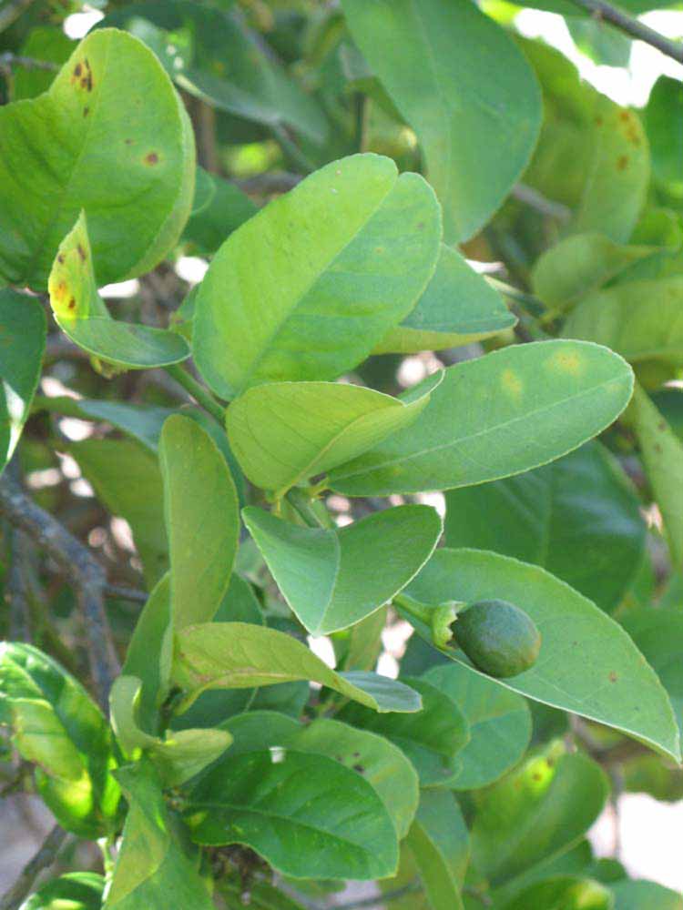              Shade leaves (Winter Haven, FL)       